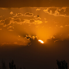 Beautiful multidimensional sunset landscape, setting sun on a background of clouds with a flying bird, square photo.