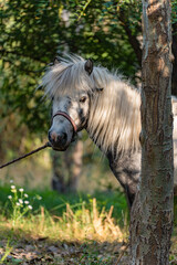 Vertical portrait of a close-up of the head and neck of a gray pony with a fluffy mane, grazing outdoors and tied with a rope, the pony looks sideways.