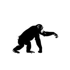 Obraz premium A black silhouette of a chimpanzee crouching on a white background