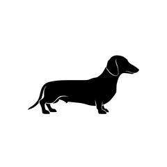 Elegant Dachshund Silhouette Profile of a Long Haired Sausage Dog Standing Still