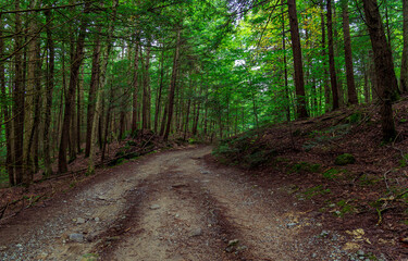 footpath in the woods