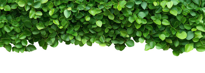 Green plant with leaves top border isolated on white or transparent background Cutout PNG