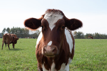 Fototapeta premium Cows graze on the pasture of the farm. Agriculture. Cattle breeding.