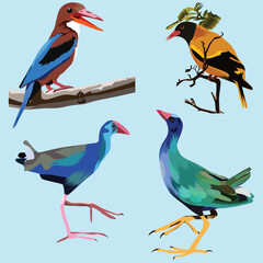 Diverse Collection of Colorful Asian Birds