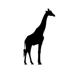 A Majestic Silhouette of a Tall Giraffe Standing Gracefully on a White Background