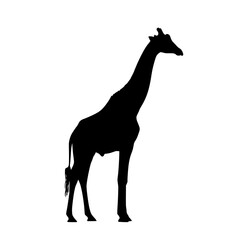 Elegant Giraffe Silhouette Standing Tall Against a White Background