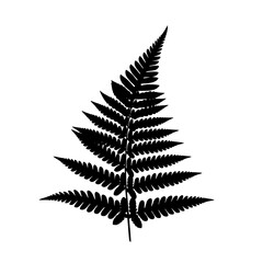 Elegant Black Fern Silhouette for Nature Design Elements