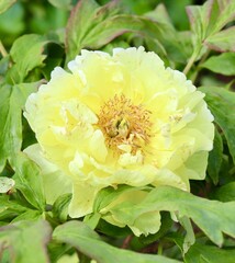A close view of the bright yellow flower in the garden.