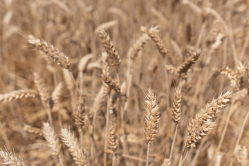 Dry wheat field ready for harvest. Blurred background.