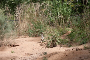 Wachsamer Wachmann. Ein Erdmännchen