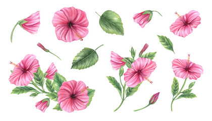 Watercolor pink hibiscus flowers, branches and bouquets set isolated background. Hand painted Tropical botanical art illustration for wedding decor, spa, exotic packaging, summer party design