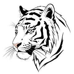 Obraz premium isolated, white background. White tiger illustration with detailed features and expressive gaze 