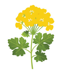 Elegant Yellow Geranium Flower with Green Foliage