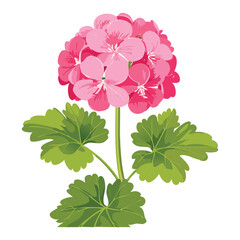 Pretty Pink Geranium Flower with Green Leaves