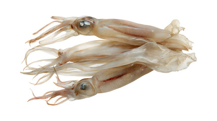 Japanese dried squid isolated on a white background
