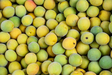 녹색과 노란색으로 잘 익은 매실들