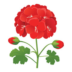 Bright Red Geranium Plant with Buds and Leaves