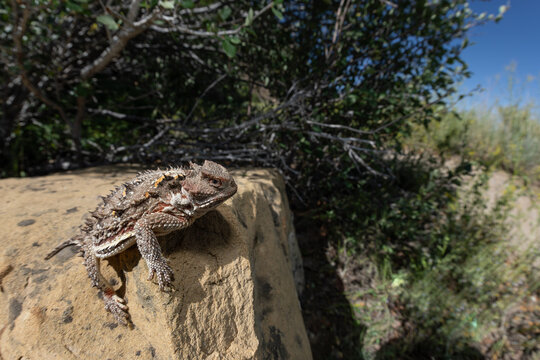 Short horned lizard from Mesa Verde National Park, Colorado 