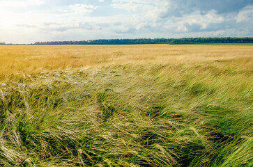 Strong wind in grain field sways rye ears, tilting them against cloudy sky. Summer cloudy grain...