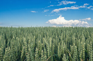 Green wheat field against blue sky with white clouds. Selective focus. Peaceful agricultural landscape.