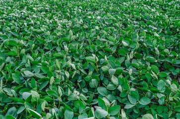 Lush green soybean plantations flourishing on farmland. Green agricultural concept of freshness and...