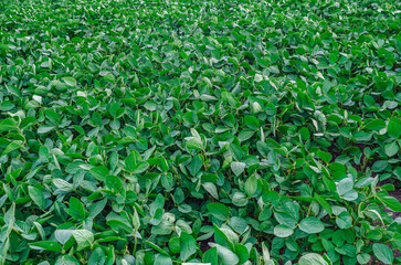 Lush green soybean plantations flourishing on farmland. Green agricultural concept of freshness and...