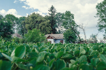 Rustic vintage drawing of overgrown yard with abandoned old village house under tall green trees...