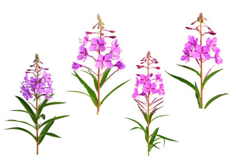 Obraz premium Weidenröschen - Fireweed (Epilobium angustifolium) mit transparentem Hintergrund