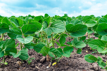 Close-up view of green soybean plants in the field. Soybean sprouts on dry soil. Cloudy blue sky.