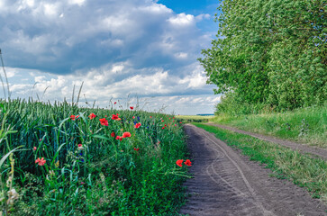 Dirt road in wheat field with colorful red poppies and blue cornflowers. Field road under cloudy...