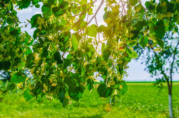 Sun rays through blooming linden tree with fluffy blossoms against blue sky. Summer aromatic...