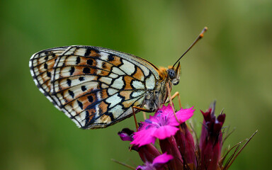Colorful butterfly on a pink flower