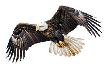 Fototapeta premium Majestic bald eagle flying with feathers extended in sky.