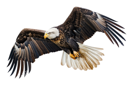 Majestic bald eagle flying with feathers extended in sky.