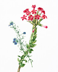 Flower illustration hand drawn on white watercolor paper. Bright botanical artwork with soft texture and fine floral details.