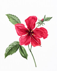 Flower illustration hand drawn on white watercolor paper. Bright botanical artwork with soft texture and fine floral details.