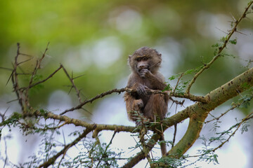 Olive Baboon climbing a tree