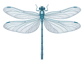 Detailed illustration of a beautiful blue dragonfly on a solid black background