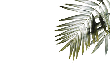 Tropical palm leaf  on transparent backdrop