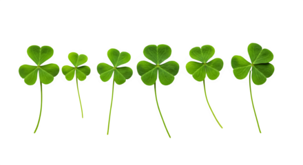 Row of Fresh Green Shamrock Plants, Lucky Clover isolated on transparent background