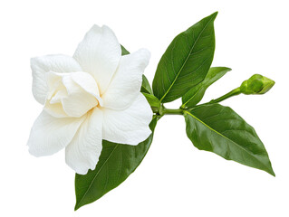 Beautiful White Flower with Elegant Petals and Green Leaves Perfect for Nature and Floral Themes