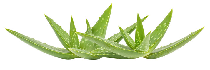 Lush Aloe Vera Plant with Green Leaves and Spikes on a Transparent Background for Natural Wellness and Herbal Remedies Use