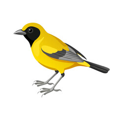 Yellow Bird Vector Illustration – Cute Songbird with Black Face and Wings, Tropical Wildlife Clipart for Nature, Birdwatching, Education & Decor