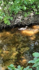 stream in the forest