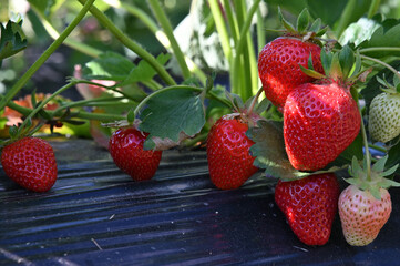 Ripe Red Strawberries Growing on a Plant in the Garden