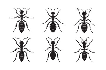 silhouette ant carrying food crumb bundle on the white 
 background