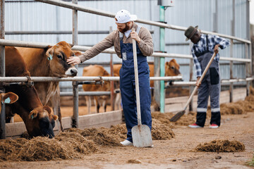 Farm workers in uniform clean cowshed on cow barn, milk factory agriculture