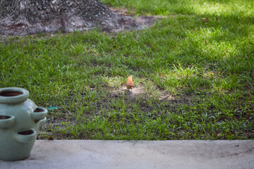 The brown thrasher, sometimes erroneously called the brown thrush or fox-coloured thrush, is a bird in the family Mimidae, which also includes the New World catbirds and mockingbirds.