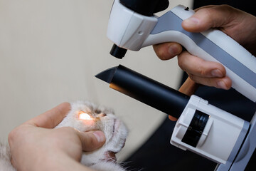 Veterinarian ophthalmologist examining cat's eye with specialized equipment in clinic