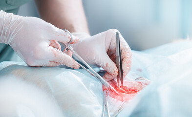 Veterinarian performing surgery on animal in clinic